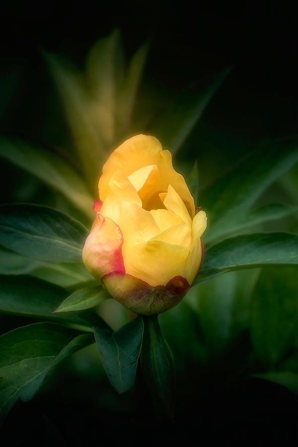 Yellow Rosebud Photograph by Allin Sorenson