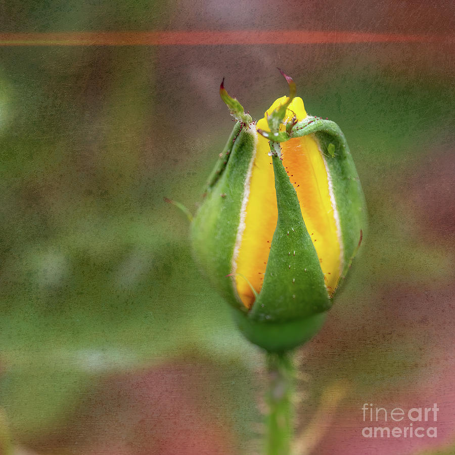 Yellow Rosebud Photograph by Roslyn Wilkins
