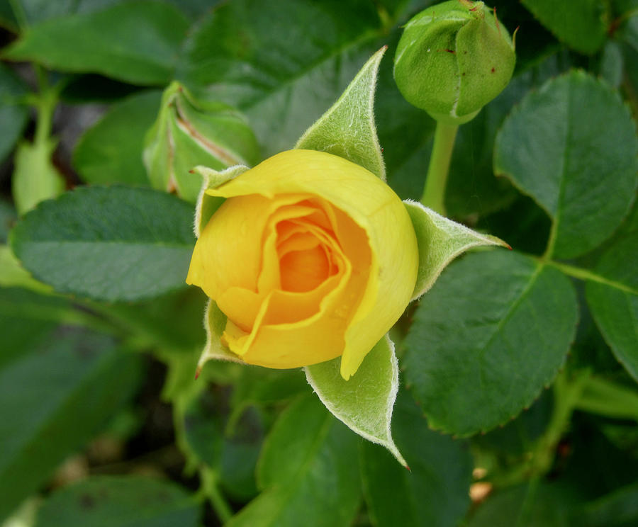 Yellow Rosebud Photograph by Stephanie Moore