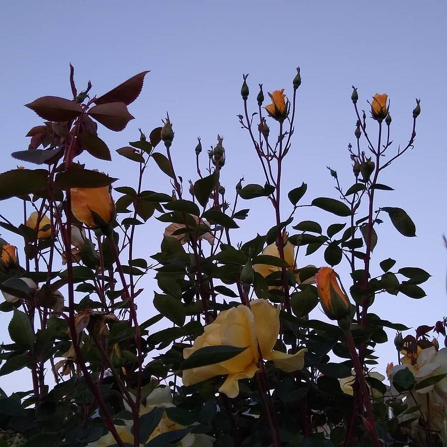 Yellow Roses At Sunrise Photograph