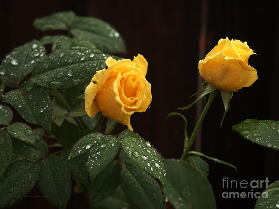 Yellow Roses Delight Photograph by Richard Thomas