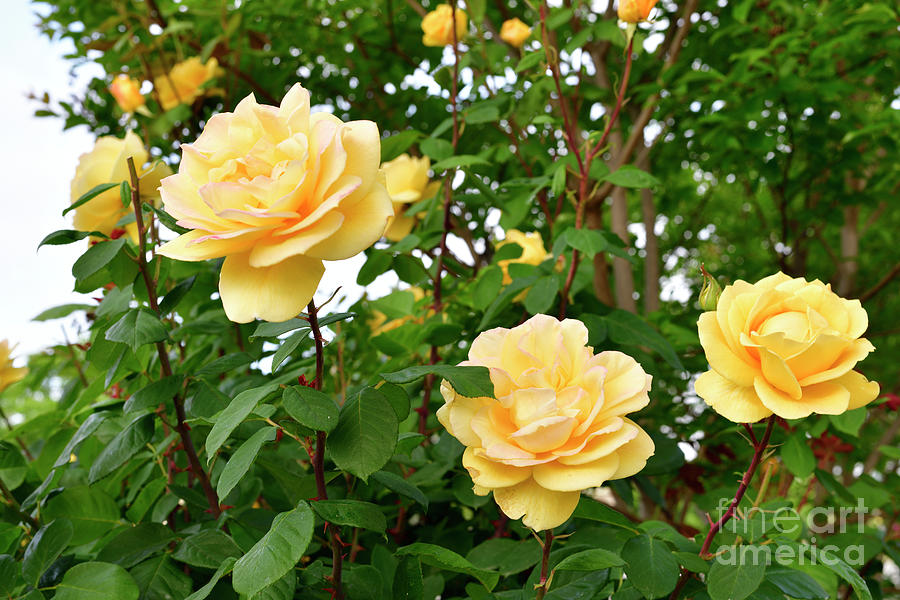 Yellow Roses in the Garden Photograph by Amazing Action Photo Video