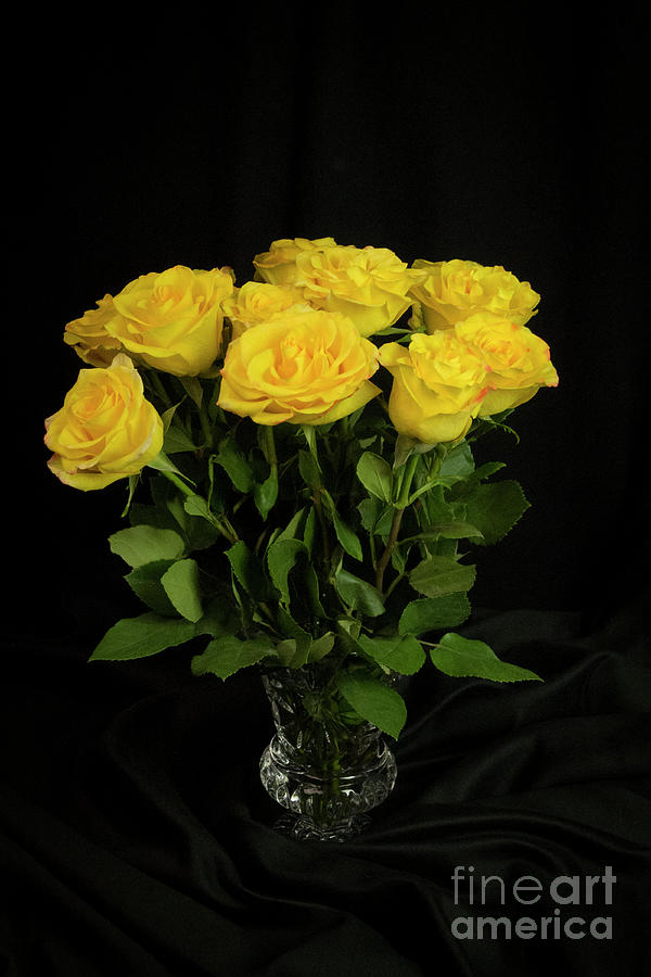 Yellow Roses Photograph by Louise Magno