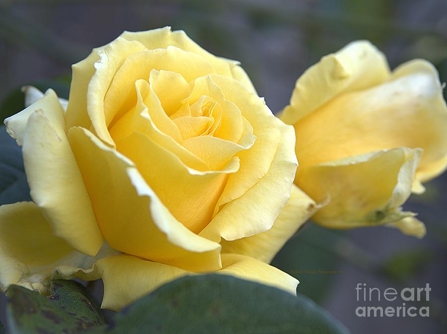 Yellow Roses Unfurling Photograph by Richard Thomas