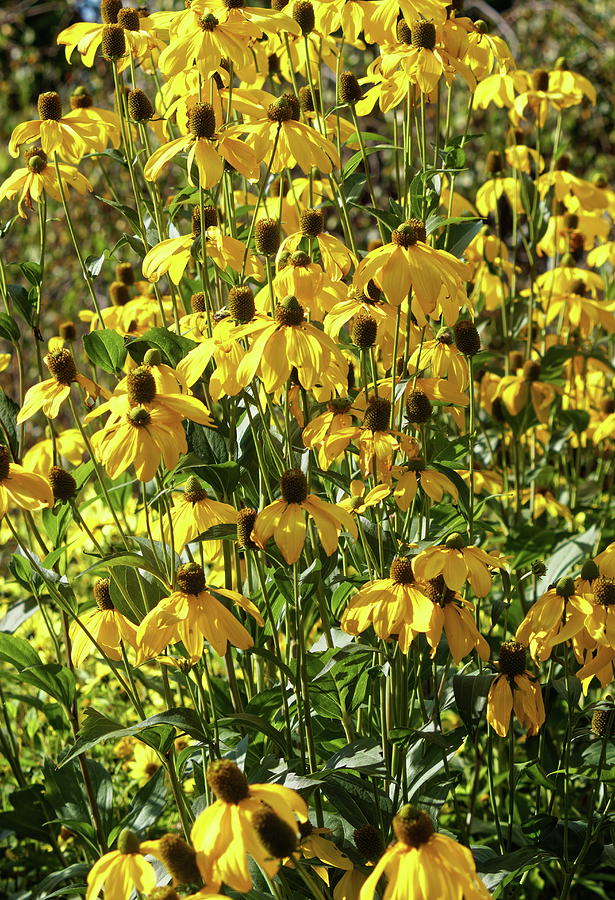 Yellow Rudbeckia Photograph by Jeff Townsend