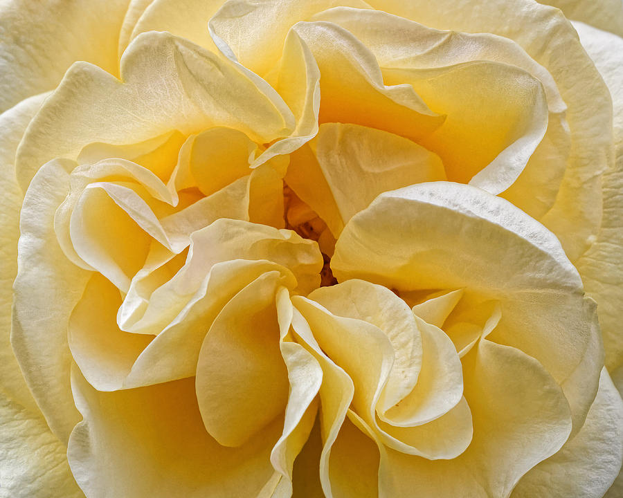 Yellow Ruffles - Rose Photograph by KJ Swan