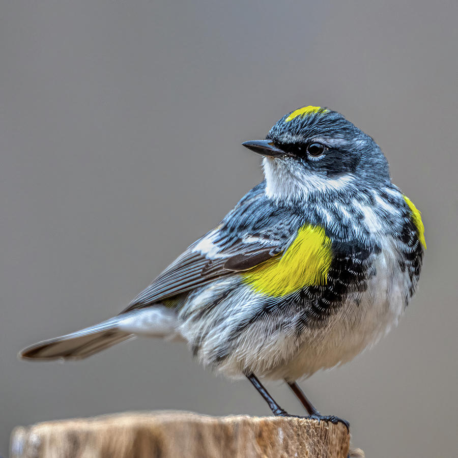 Yellow rump warbler Photograph by Paul Freidlund