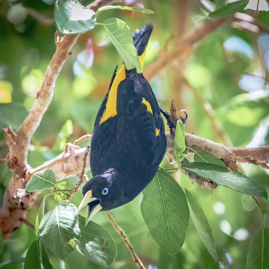 Wildlife Photograph - Yellow-rumped Cacique by Gary and Donna Brewer