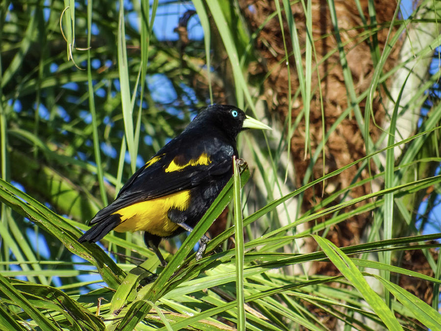 Wildlife Photograph - Yellow-rumped Cacique by Julie A Murray
