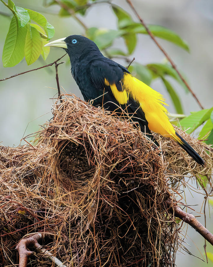 Animal Photograph - Yellow Rumped Cacique Playa Rica Puerto Asis Putumayo Colombia by Adam Rainoff