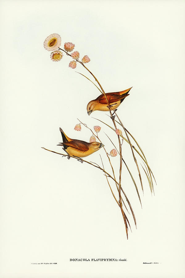 John Gould Drawing - Yellow-rumped Finch, Donacola flaviprymna by John Gould