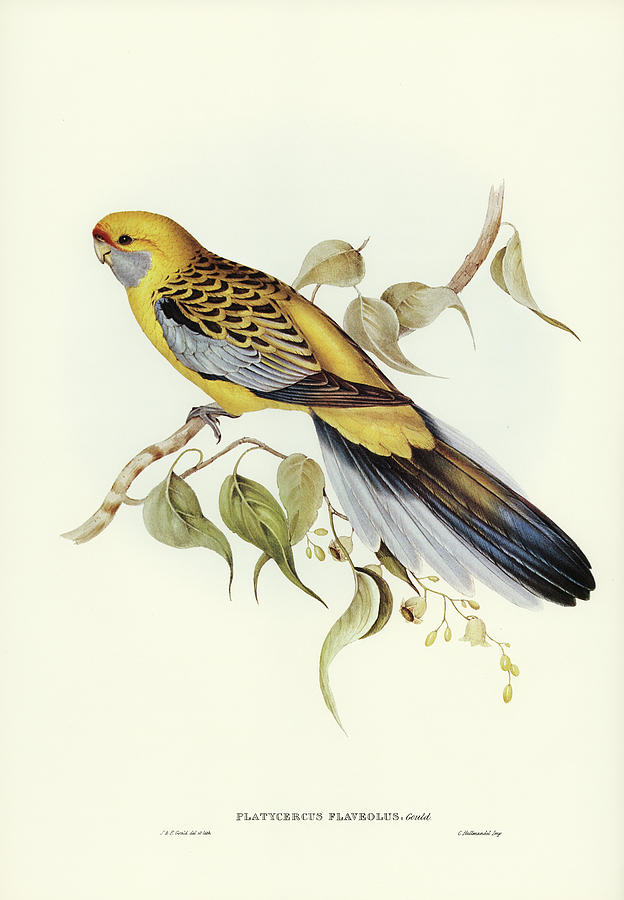 Yellow-rumped Parakeet. Rosella Mixed Media by World Art Collective