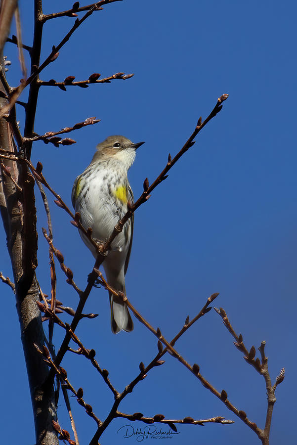 Yellow-rumped Warbler 1 Photograph