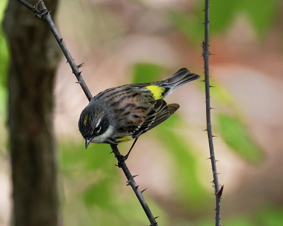 Yellow Rumped Warbler 2020 1 Photograph