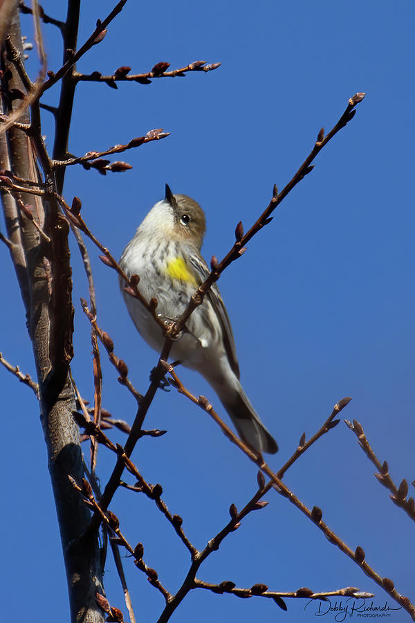 Yellow-Rumped Warbler 3 Photograph by Debby Richards