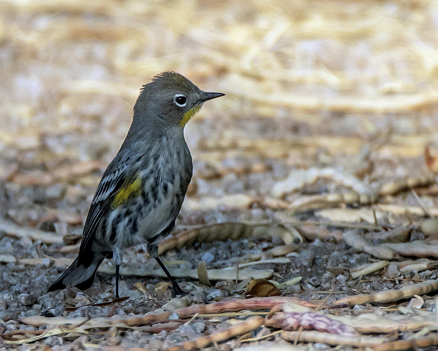 Yellow-rumped Warbler 3026-100520-2 Photograph by Tam Ryan