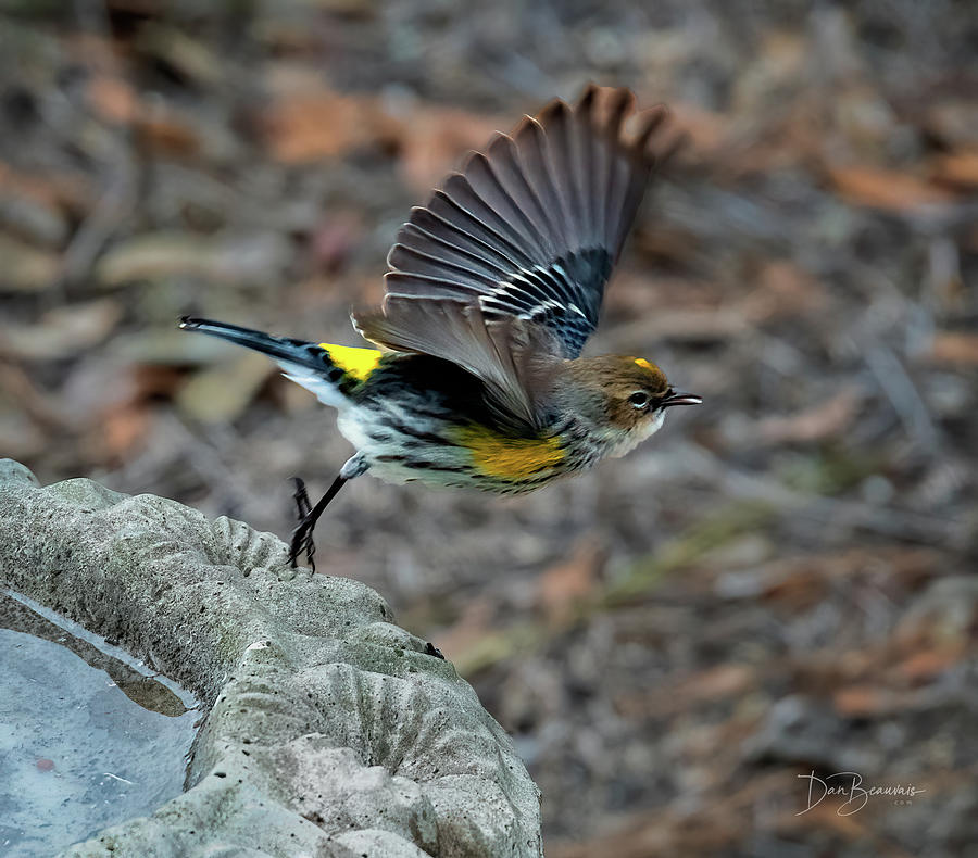 Yellow-rumped Warbler #7780 Photograph by Dan Beauvais