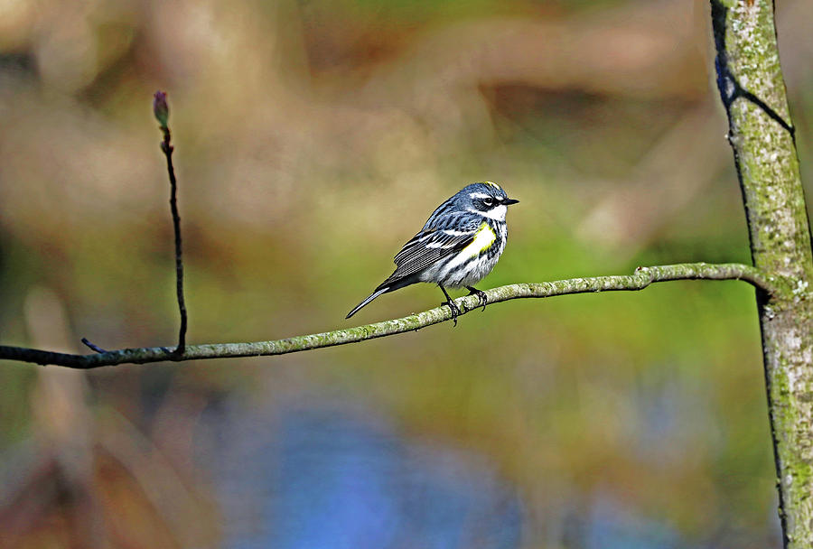 Yellow Rumped Warbler And Spring Bud Photograph by Debbie Oppermann