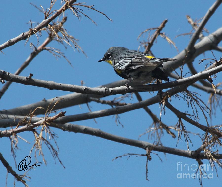 Yellow Rumped Warbler Photograph by Ann E Robson