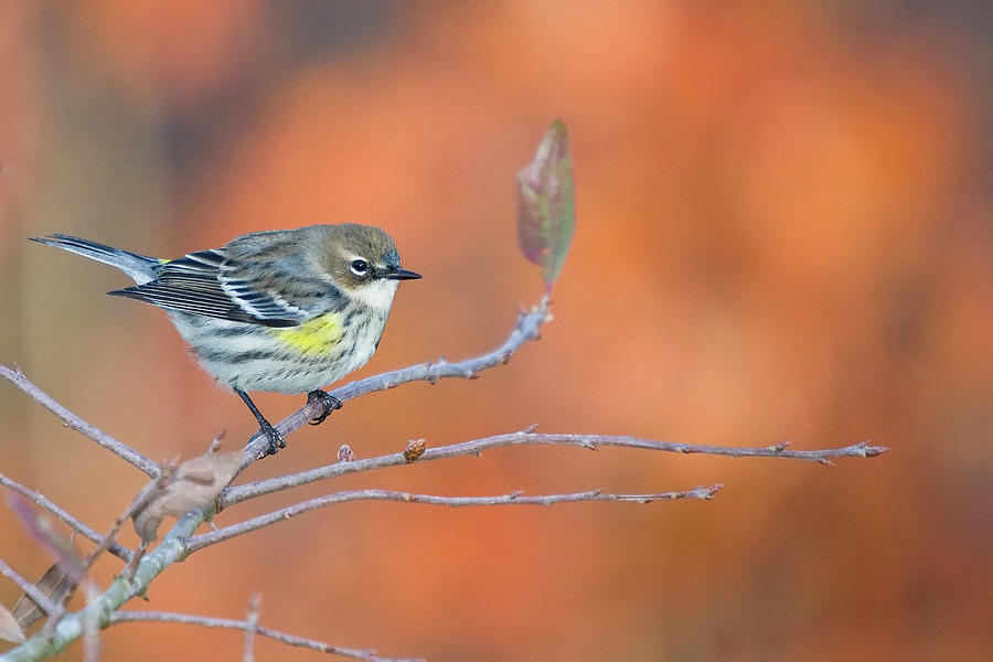 Yellow Rumped Warbler at Patsy Pond Photograph by Bob Decker