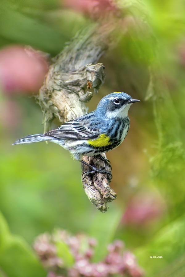 Yellow Rumped Warbler Bird Photograph by Christina Rollo