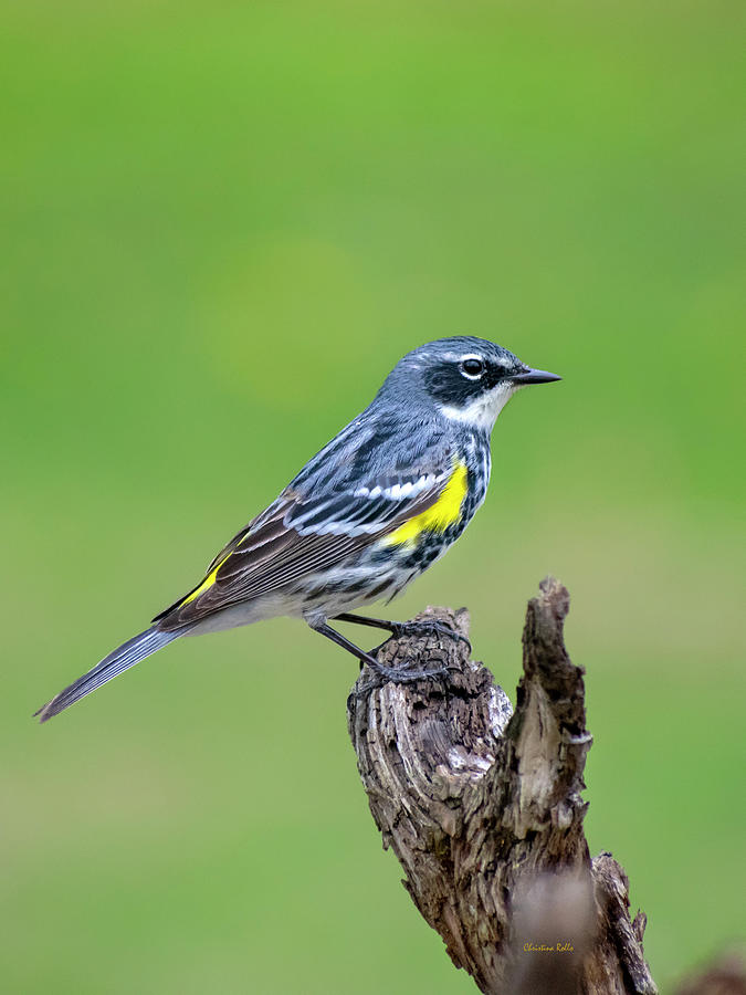 Yellow Rumped Warbler Photograph by Christina Rollo
