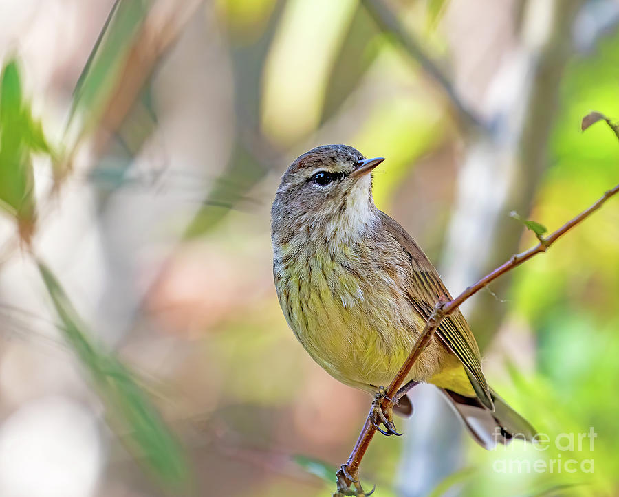 yellow rumped warbler scientific name yellow rumped warbler scientific name