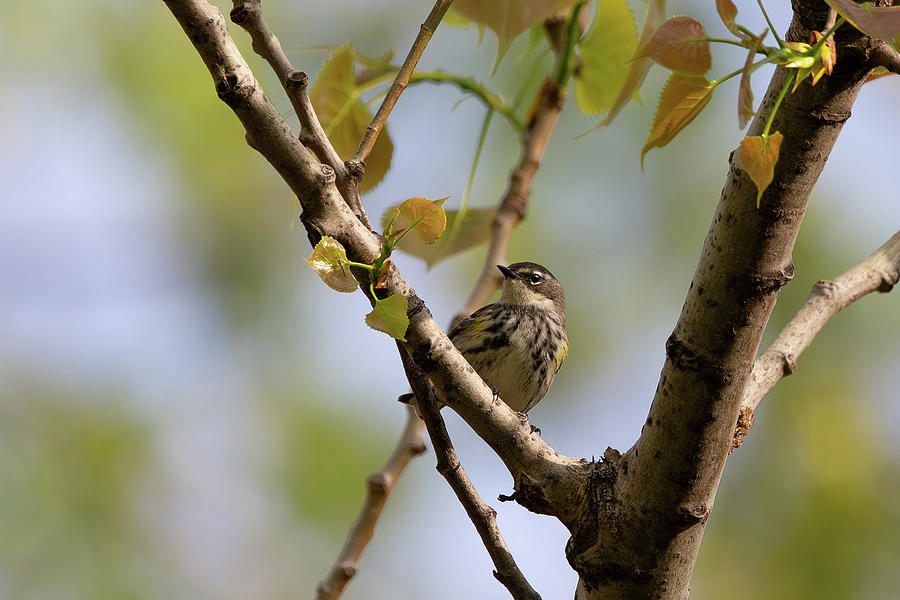 Yellow-Rumped Warbler Photograph by Dale Kincaid