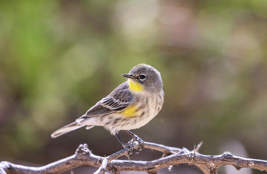 Yellow Rumped Warbler Photograph by Dawn Richards