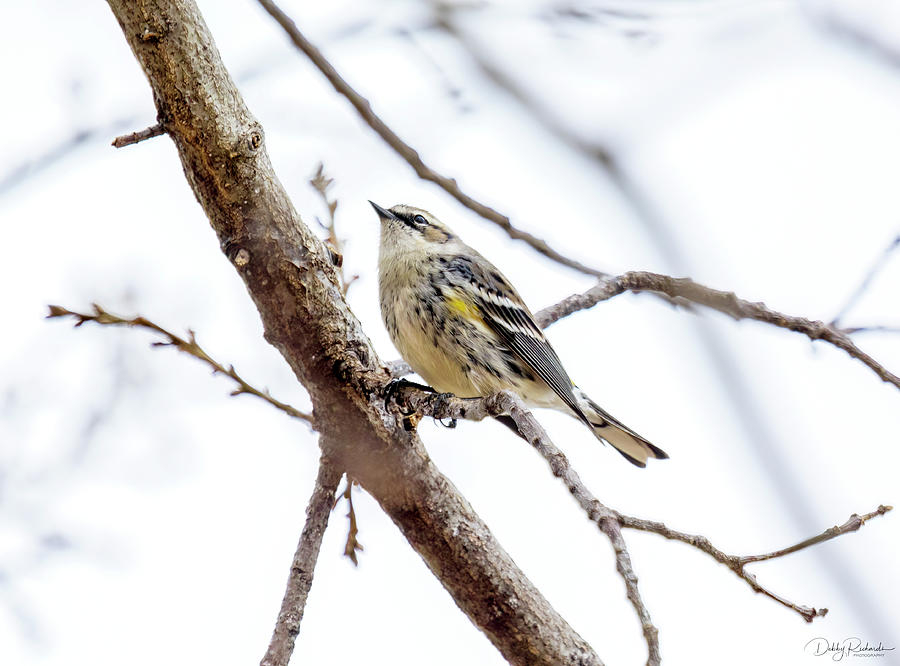 Yellow-Rumped Warbler Photograph by Debby Richards