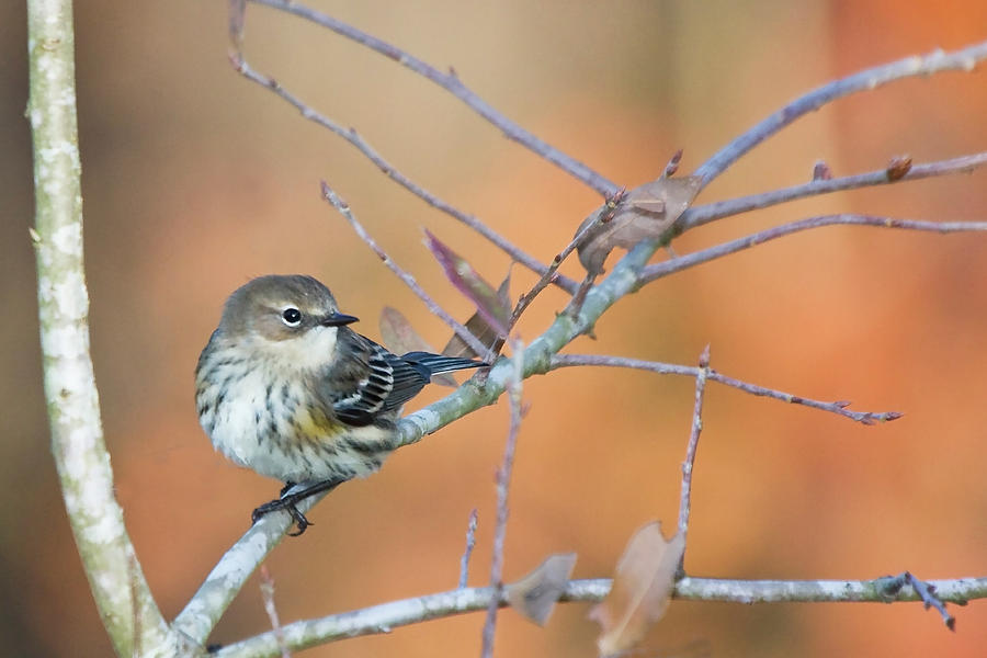 Yellow Rumped Warbler in the Croatan National Forest Photograph by Bob Decker