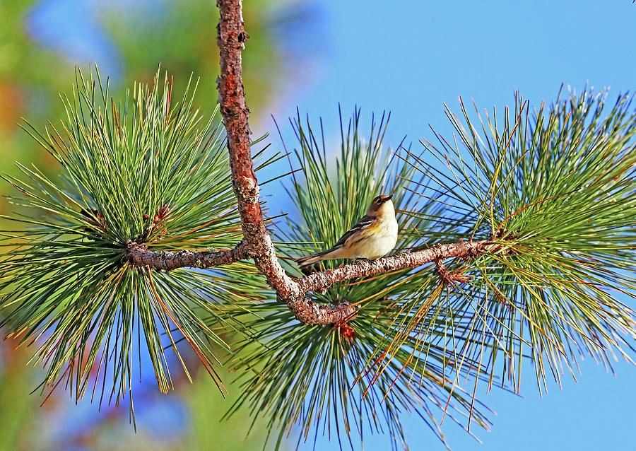 Yellow Rumped Warbler In The Pine Photograph by Debbie Oppermann