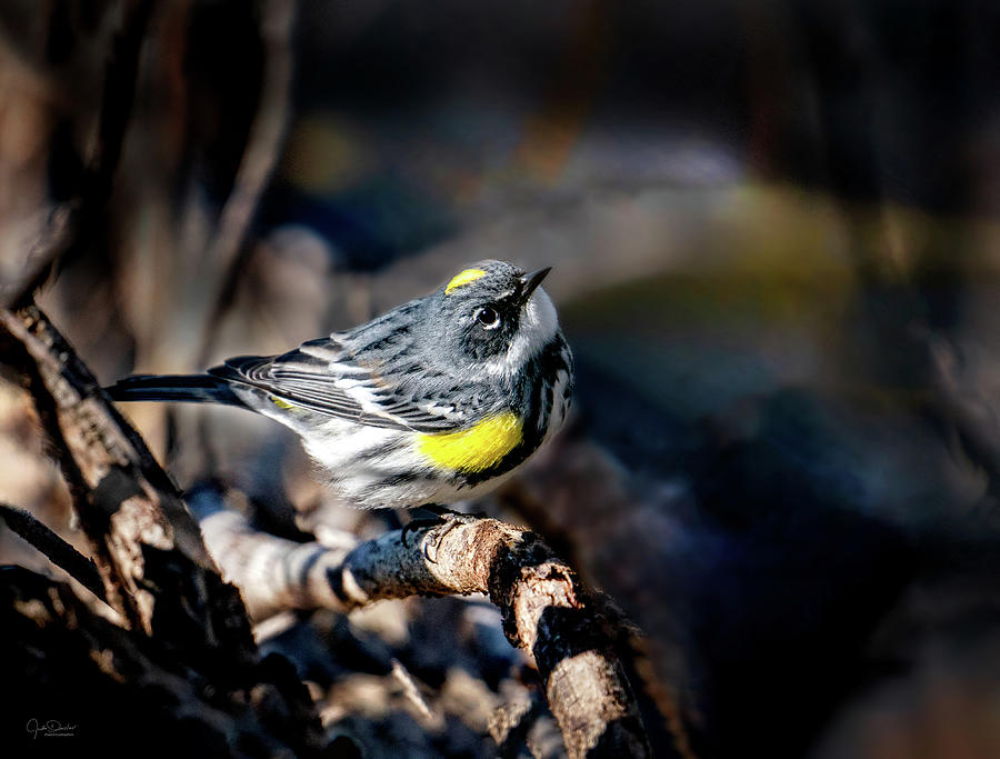 Yellow-Rumped Warbler Photograph by Judi Dressler