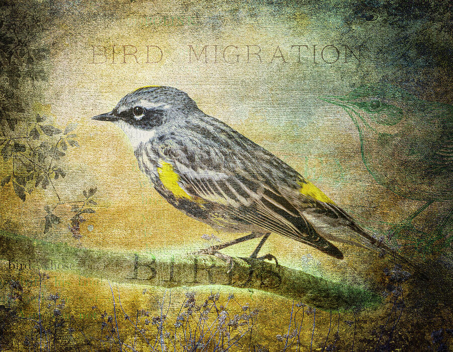 Yellow Rumped Warbler Mixed Media Mixed Media by Dan Sproul Yellow Rumped Warbler Mixed Media Mixed Media by Dan Sproul