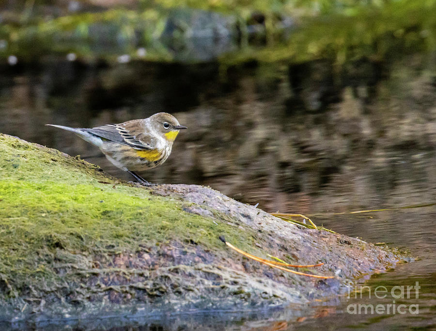 Yellow Rumped Warbler On A Mossy Rock Photograph