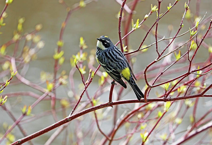 Yellow Rumped Warbler On Dogwood Photograph