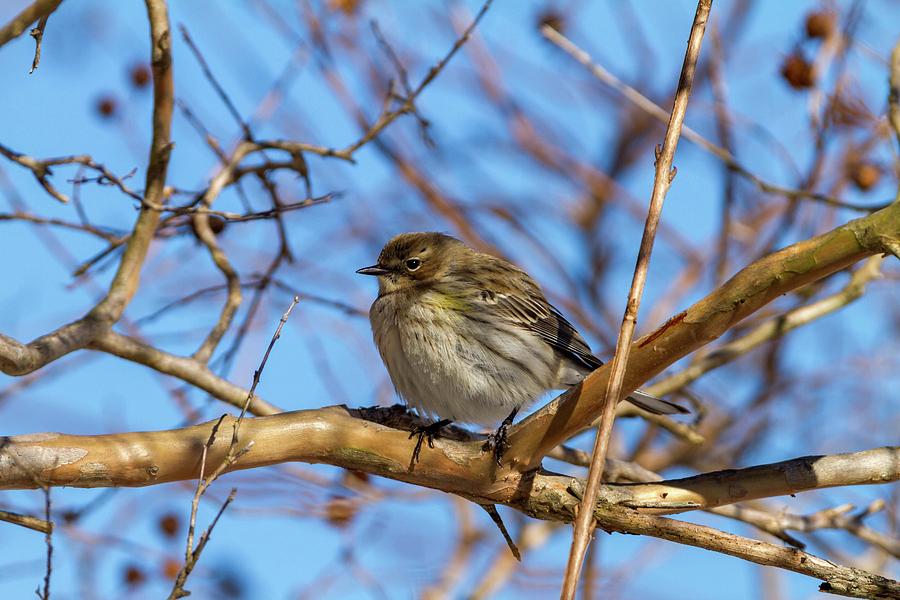 Yellow-rumped Warbler Perched Photograph by Liza Eckardt