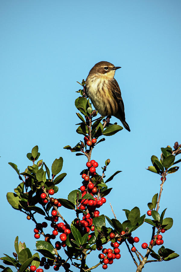 Yellow Rumped Warbler Perched on Wax Myrtle Photograph by Bob Decker