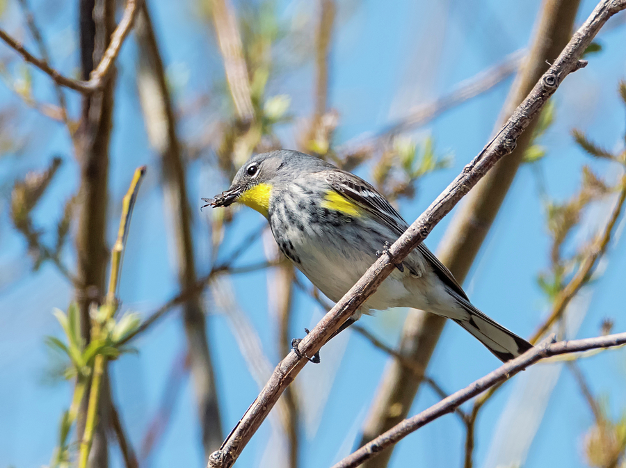 Yellow-rumped Warbler with a Tasty Bug Photograph by Loree Johnson