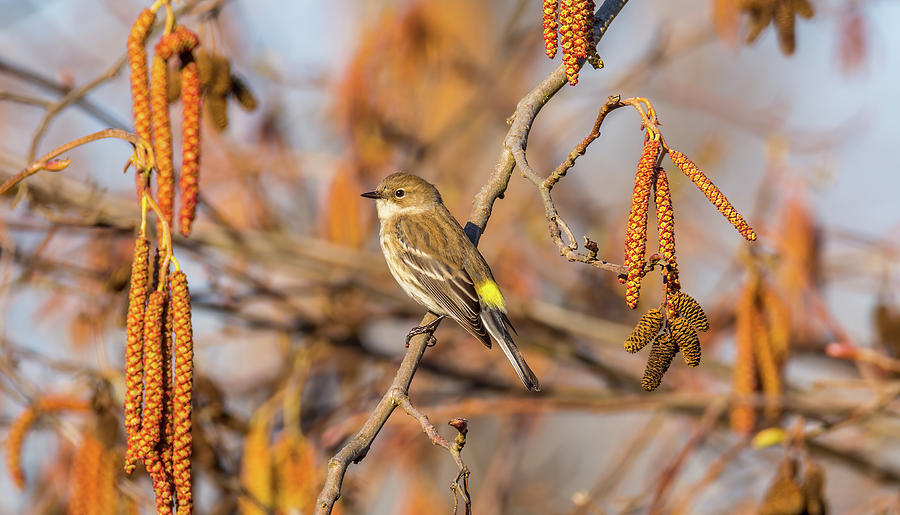 Yellow-rumped Warbler With Catkins Photograph