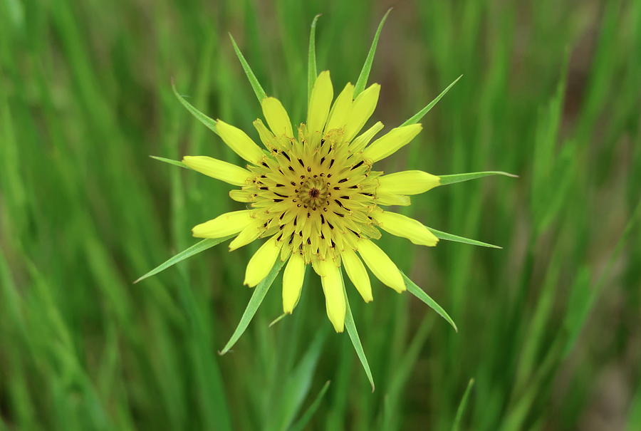 Yellow Salsify Photograph by Katie Keenan