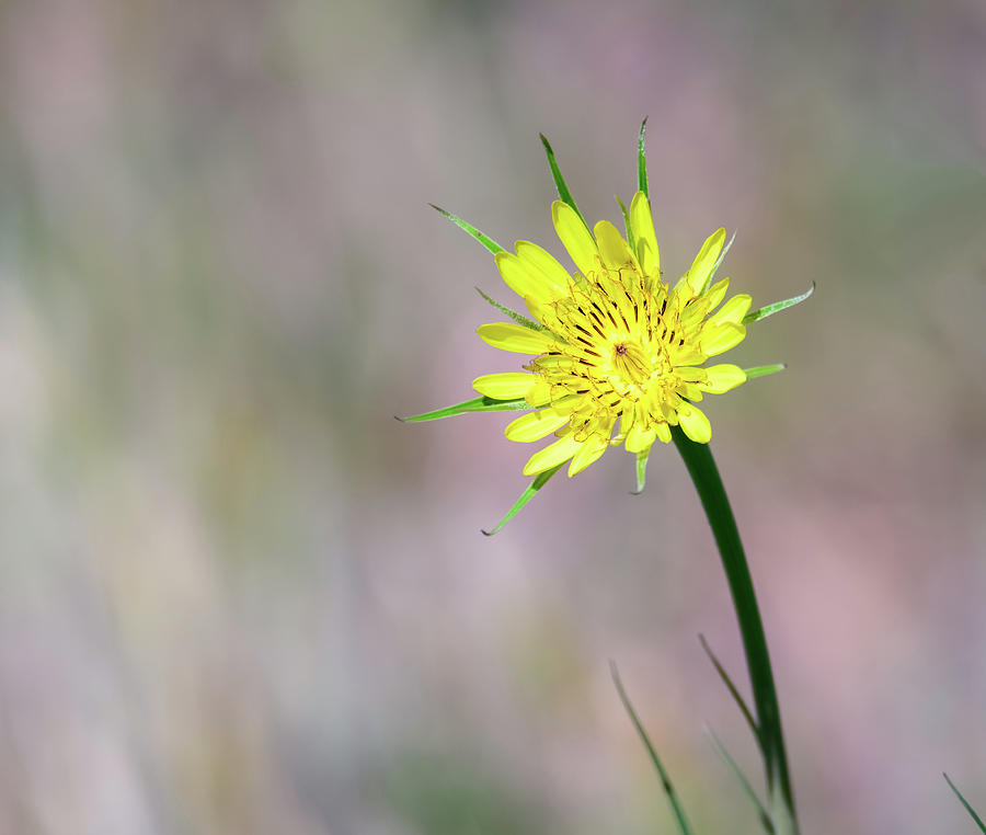 Yellow Salsify Wildflower Photograph by Debra Martz