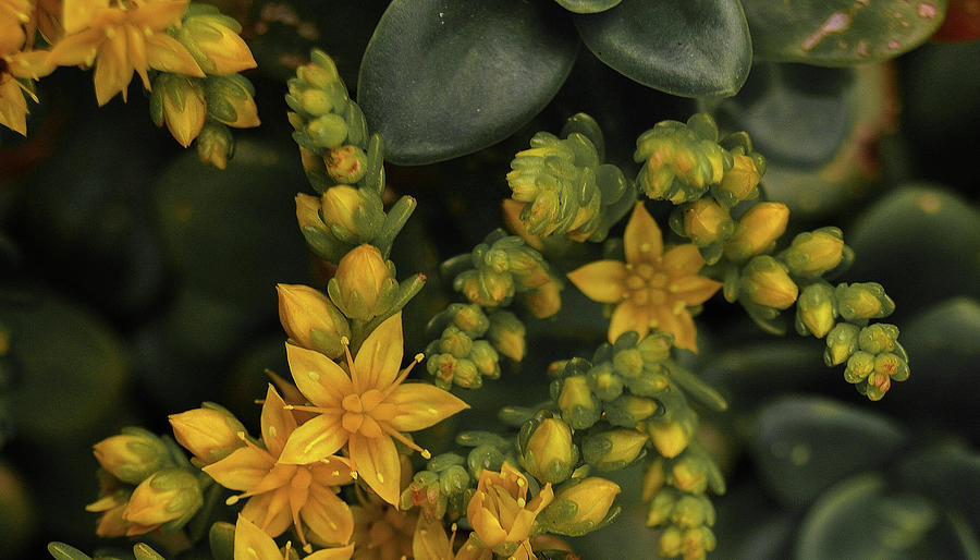 Flower Photograph - Yellow Sedum Flowers Desaturated by Richard Brookes