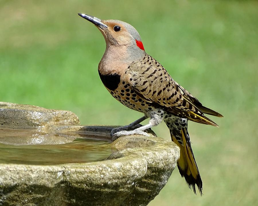 Yellow-shafted Flicker Perched On The Bath Photograph by Susan Sam
