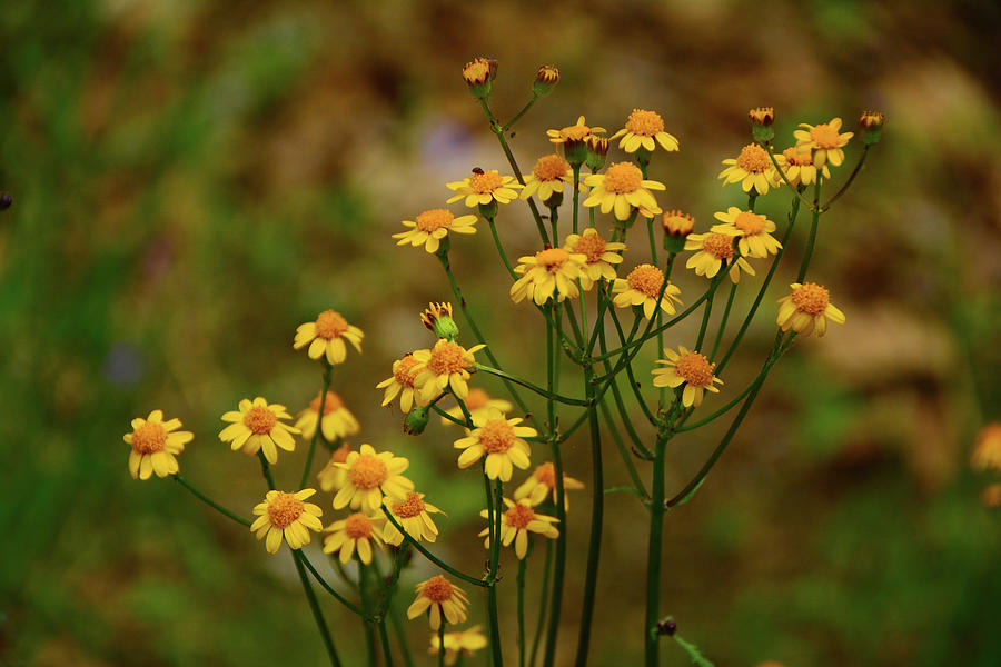 Yellow Shenandoah Wildflowers Bunch Photograph by Raymond Salani III