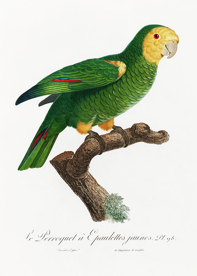 Yellow Shouldered Amazon Parrot Mixed Media by World Art Collective