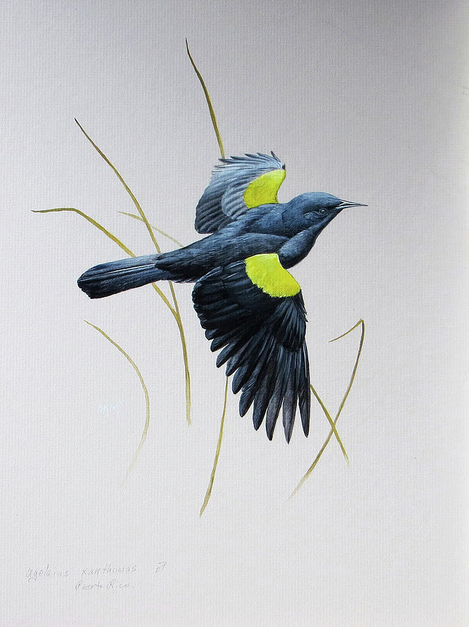 Yellow-shouldered Blackbird Painting by Barry Kent MacKay Yellow-shouldered Blackbird Painting by Barry Kent MacKay