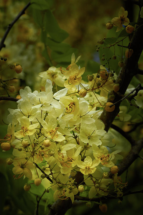 Yellow Shower Tree Photograph by Roger Mullenhour