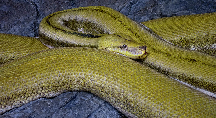 Yellow Snake Photograph By Sean Mccracken - Fine Art America