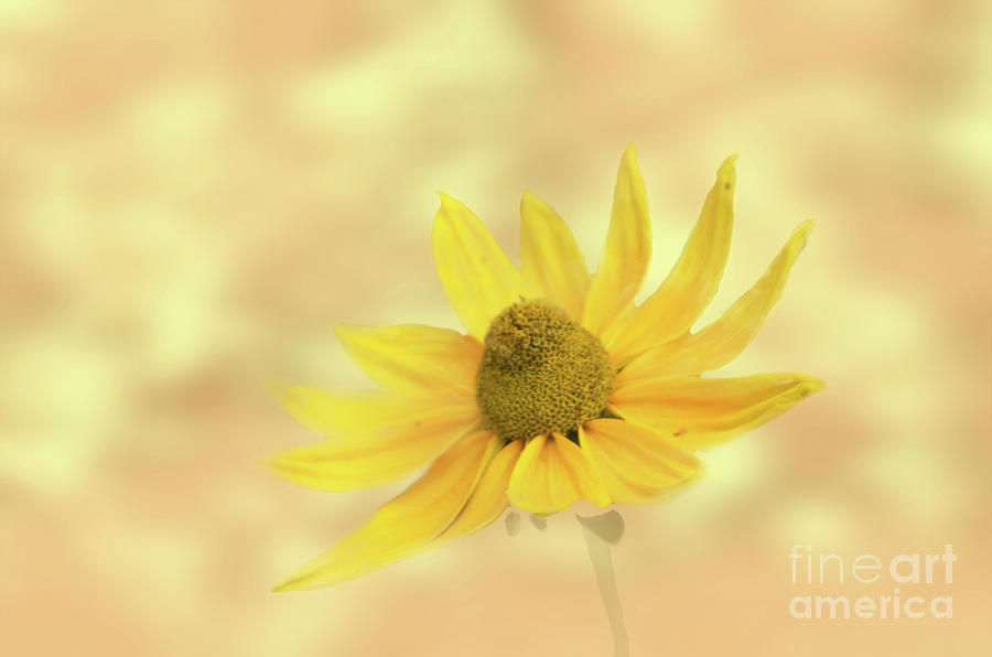 Yellow Softness Photograph by Michelle Meenawong